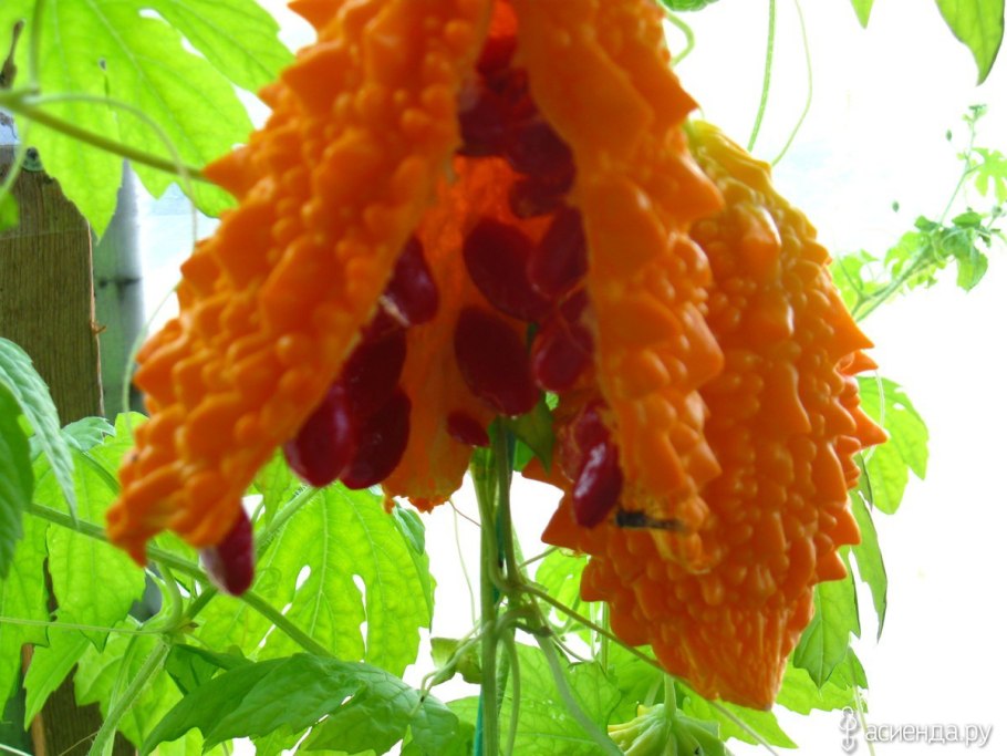 Лиана момордика