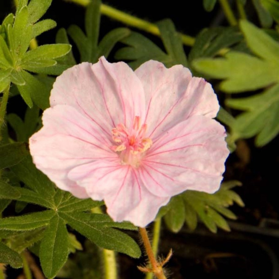 Geranium sanguineum striatum