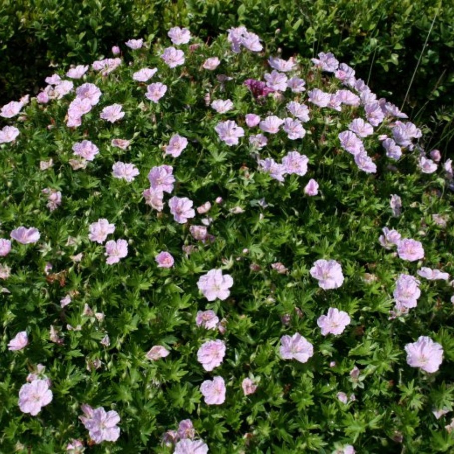 Герань кроваво-красная striatum