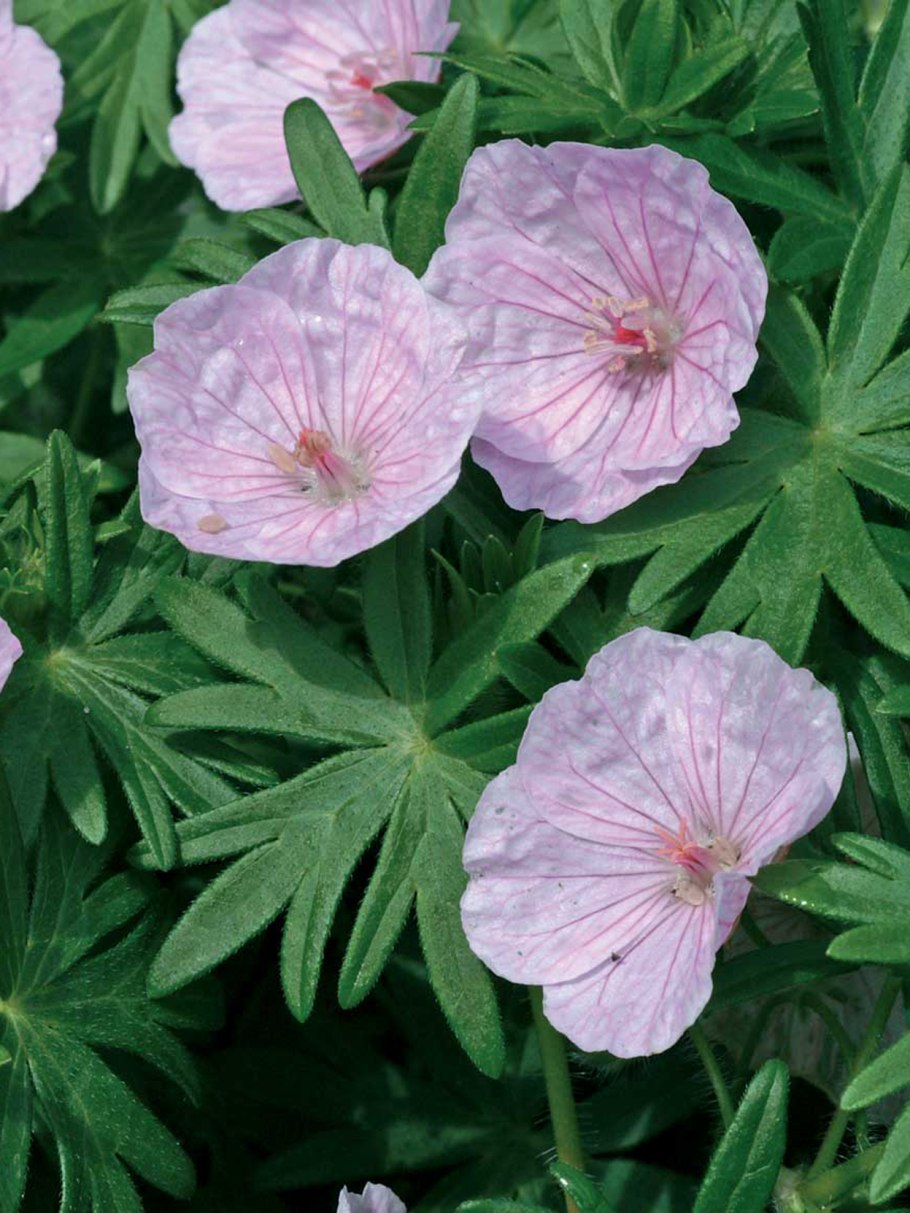 Герань striatum Vision Light Pink