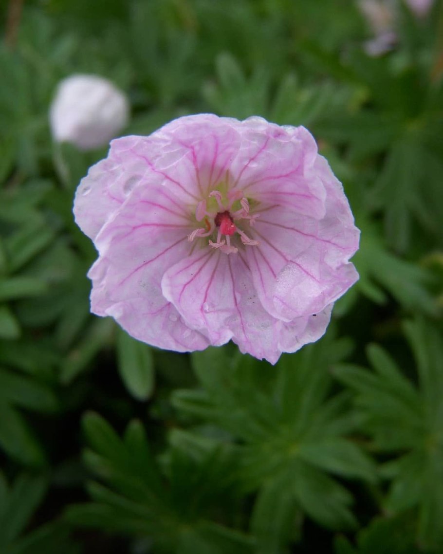 Герань стриатум (Geranium striatum)