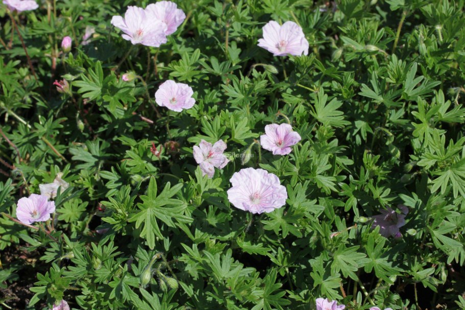 Гераниум стриатум 180 руб