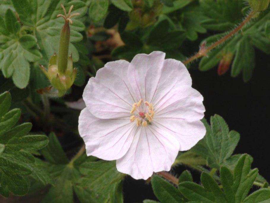 Герань кроваво-красная ‘apfelblute’