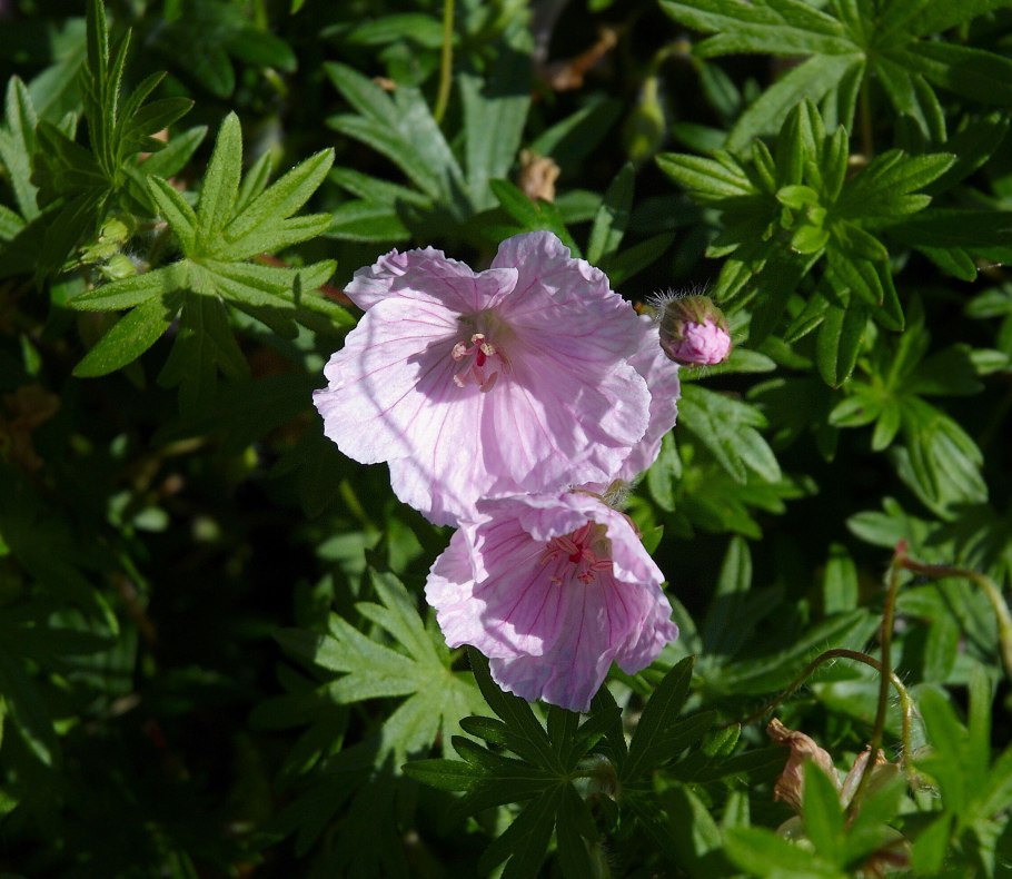 Кроваво красная герань Луговая