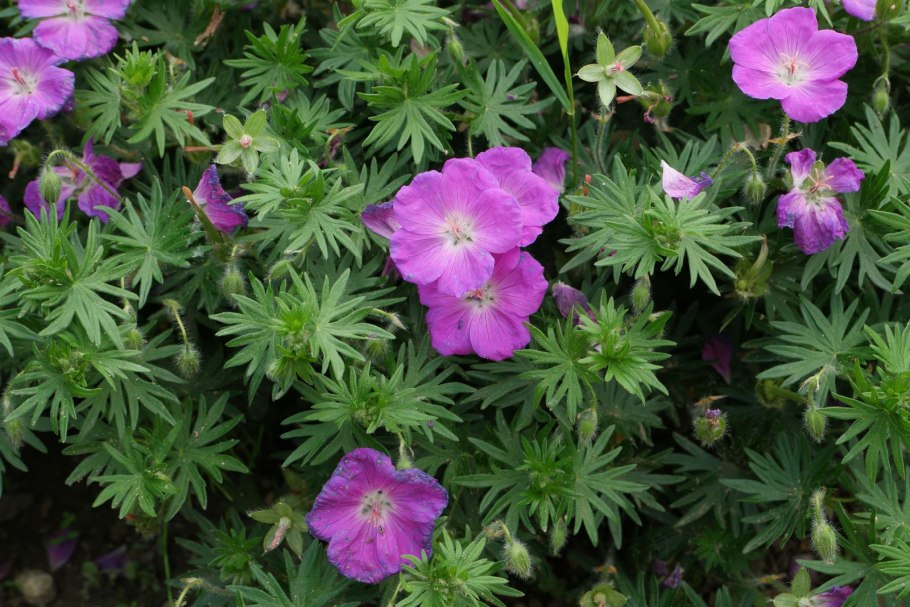 Герань кроваво-красная Пинк диадем