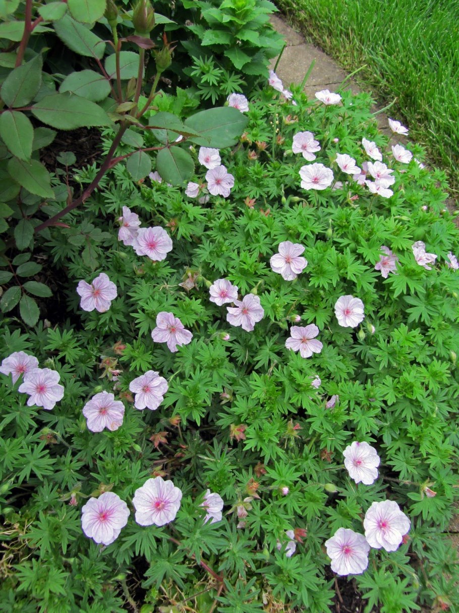 Гераниум стриатум