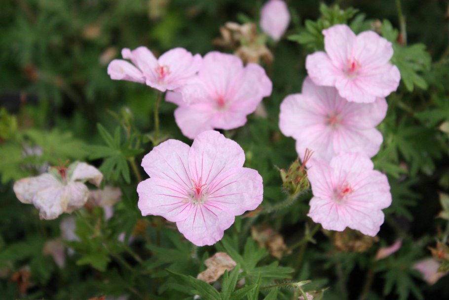 Герань Vision Violet