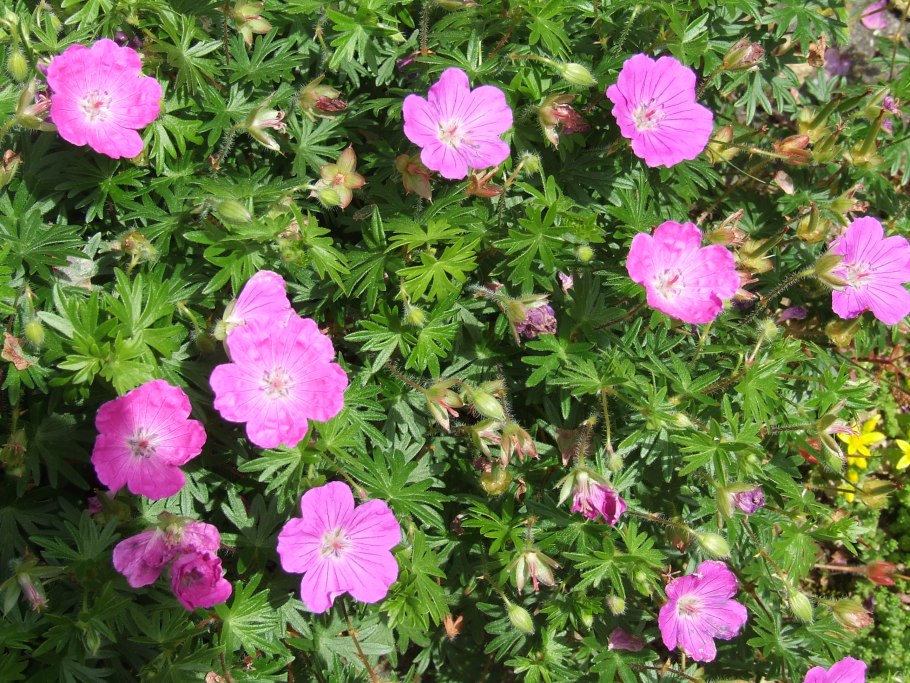 Герань sanguineum var. Striatum