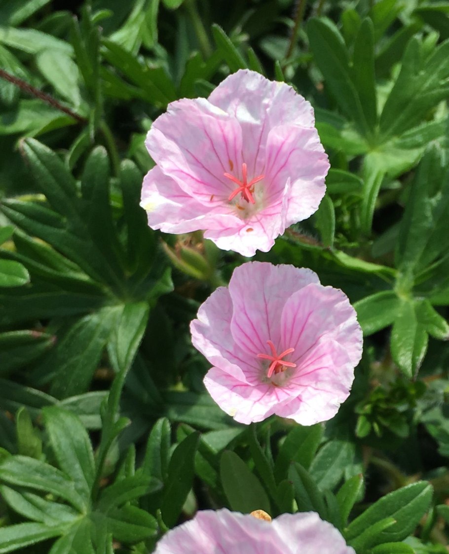 Гераниум стриатум