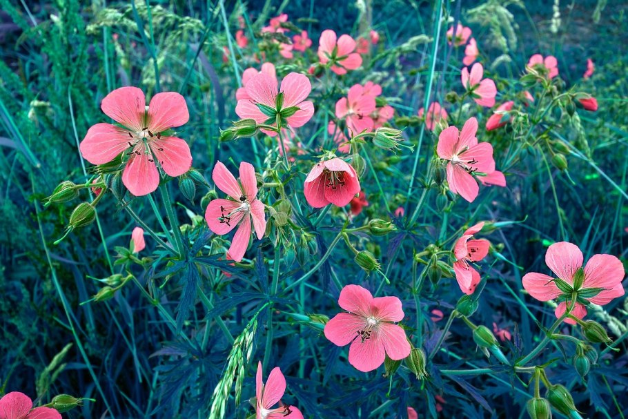 Герань стриатум (Geranium striatum)