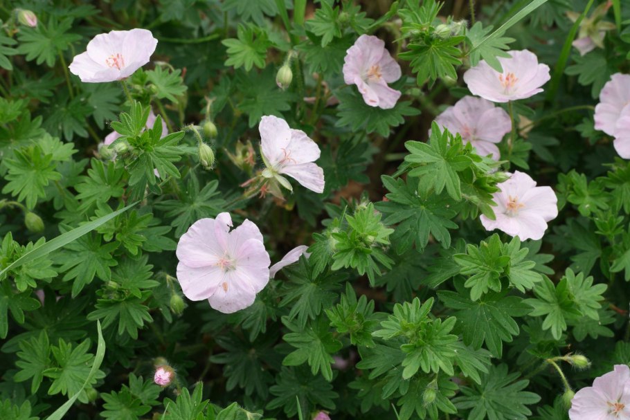 Герань Садовая Уоргрейв Пинк