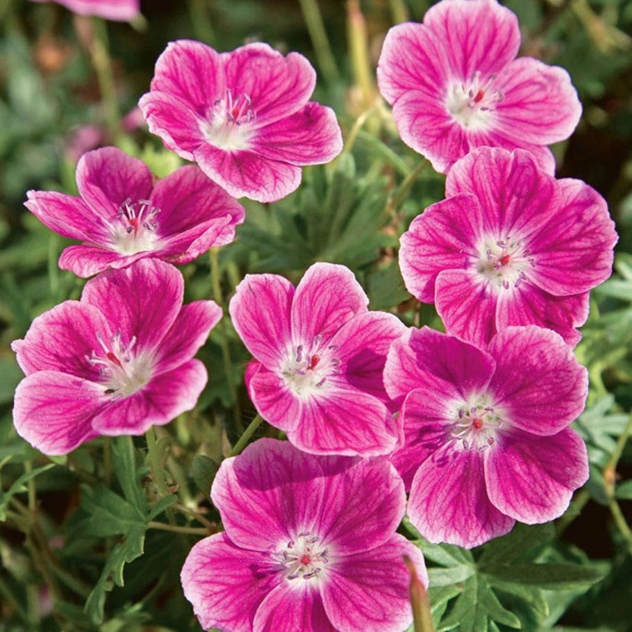 Герань кроваво-красная ‘apfelblute’