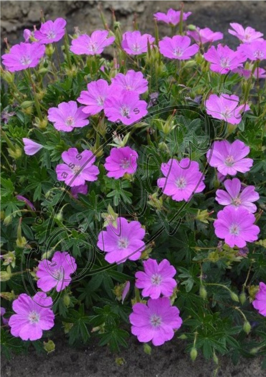 Герань Нимбус