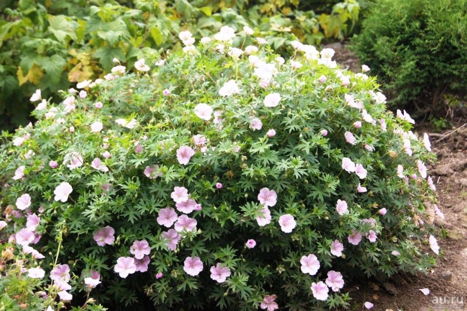 Герань кроваво-красная Анкум'с Прайд