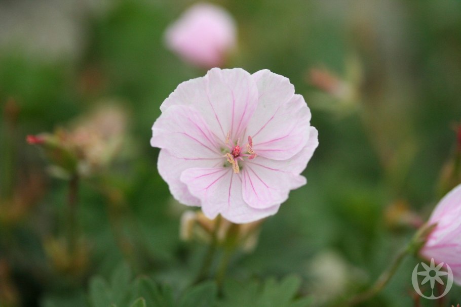 Герань кроваво-красная ‘apfelblute’