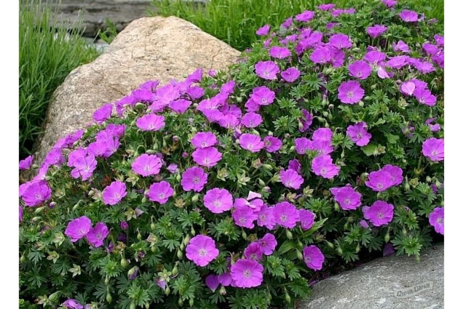 Герань кроваво-красная (Geranium sanguineum)'‘John Elsley’