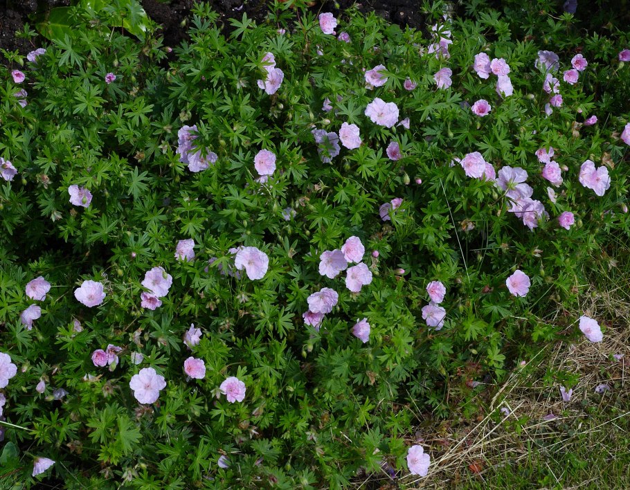 Герань sanguineum striatum