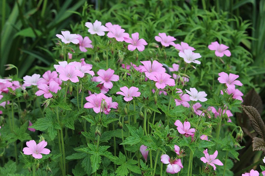 Герань кроваво-красная Вижн