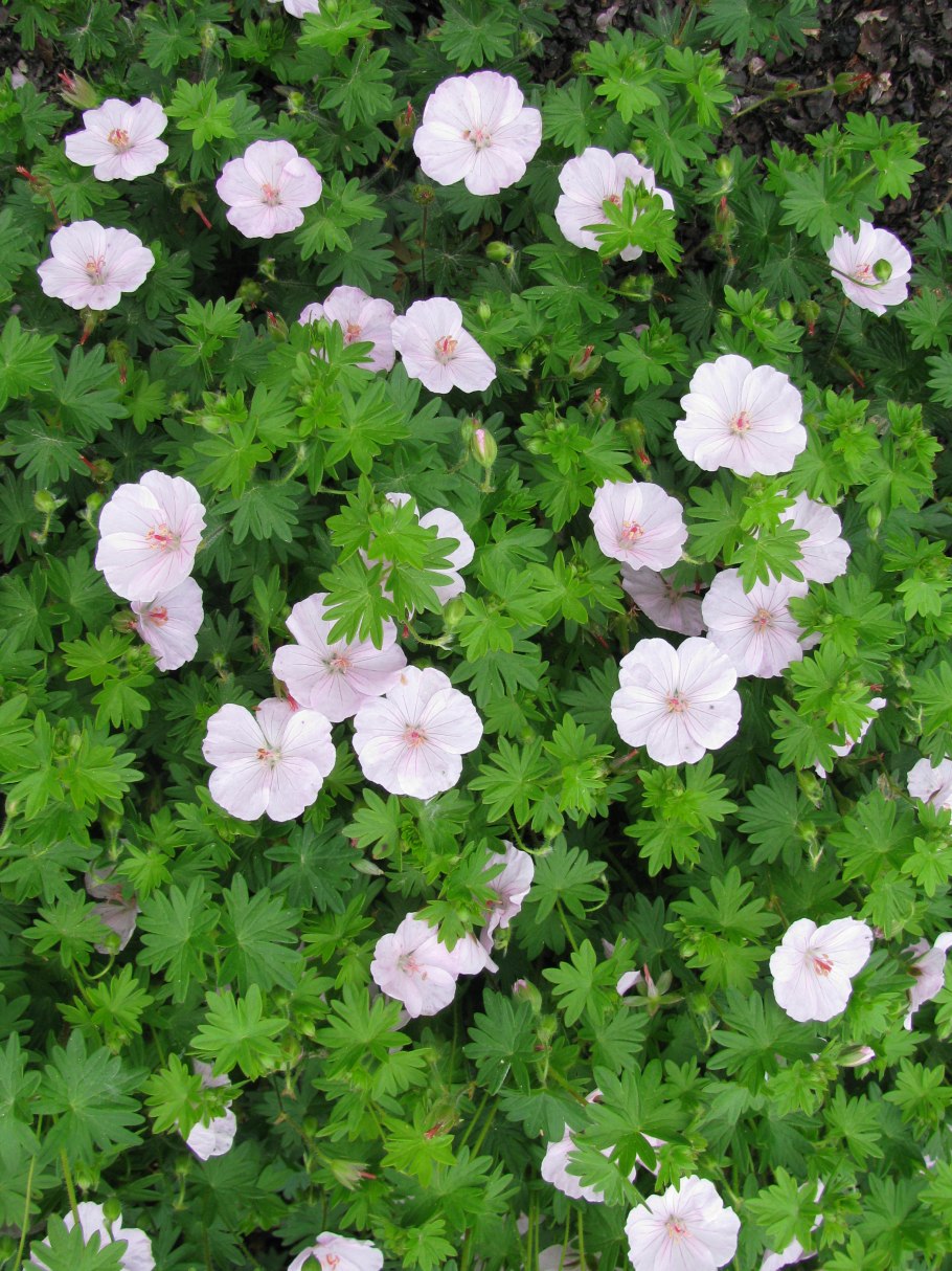 Герань Садовая стриатум