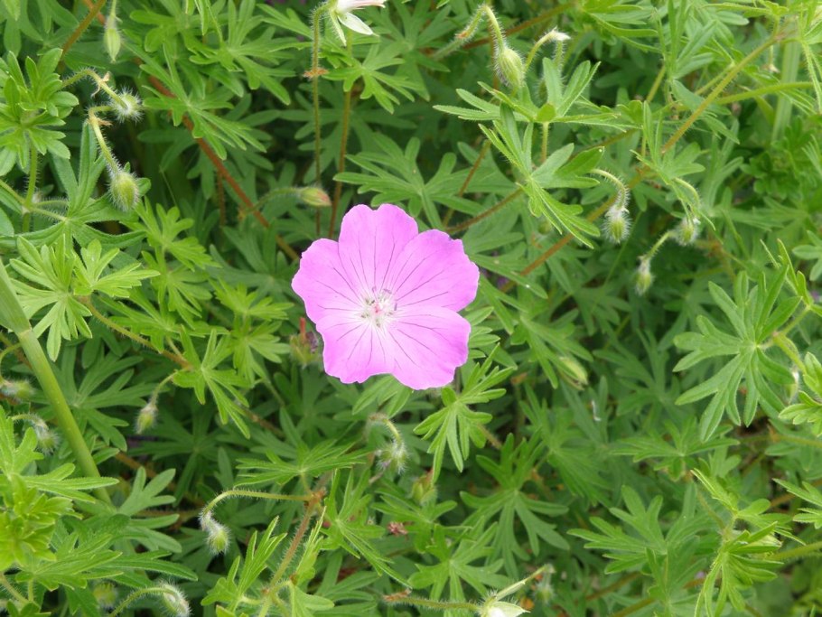Geranium endressii