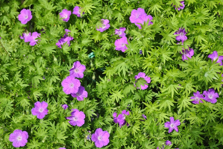 Герань Geranium sanguineum Pink Pouffe