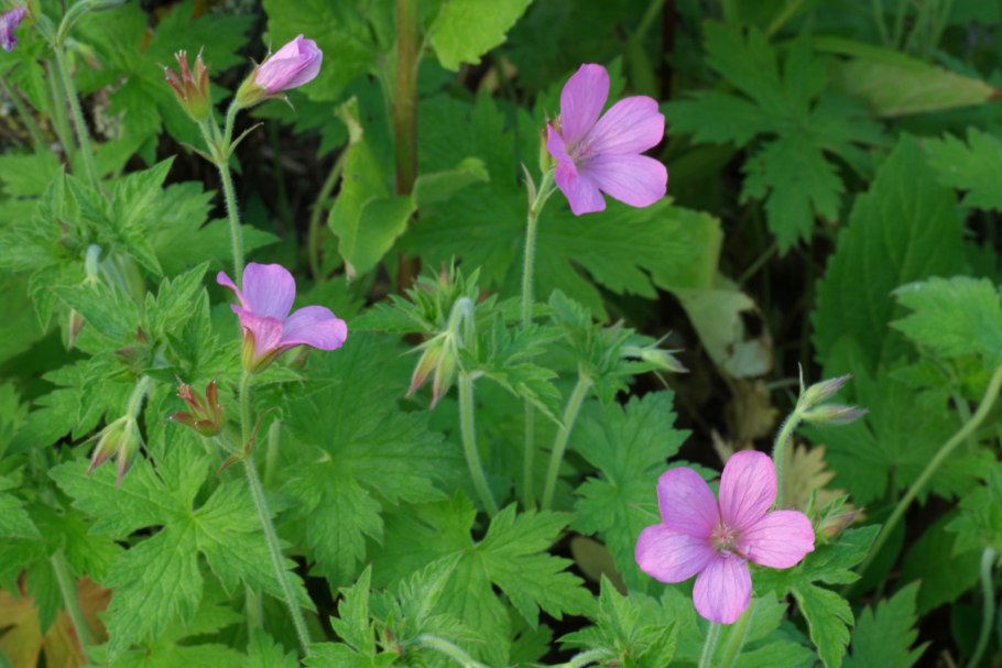 Герань Geranium sanguineum apfelblume