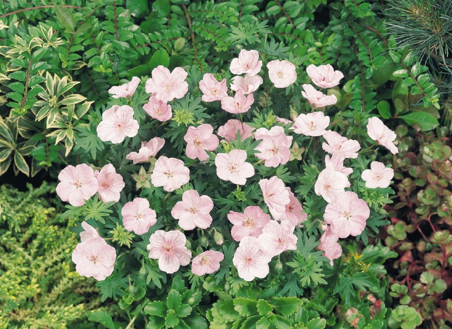 Герань Садовая