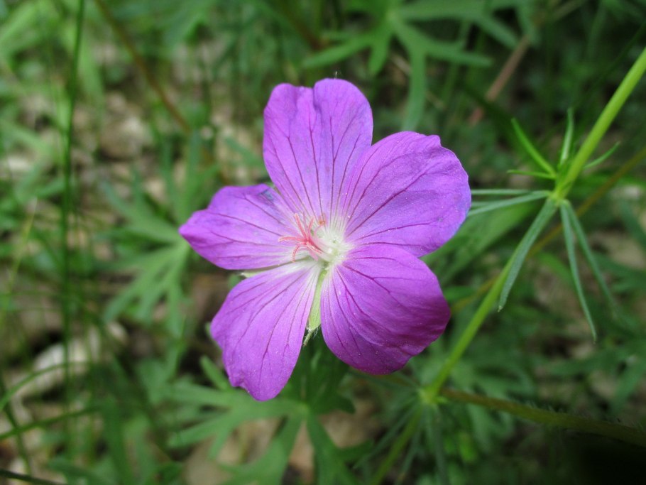 Герань кроваво-красная Макс