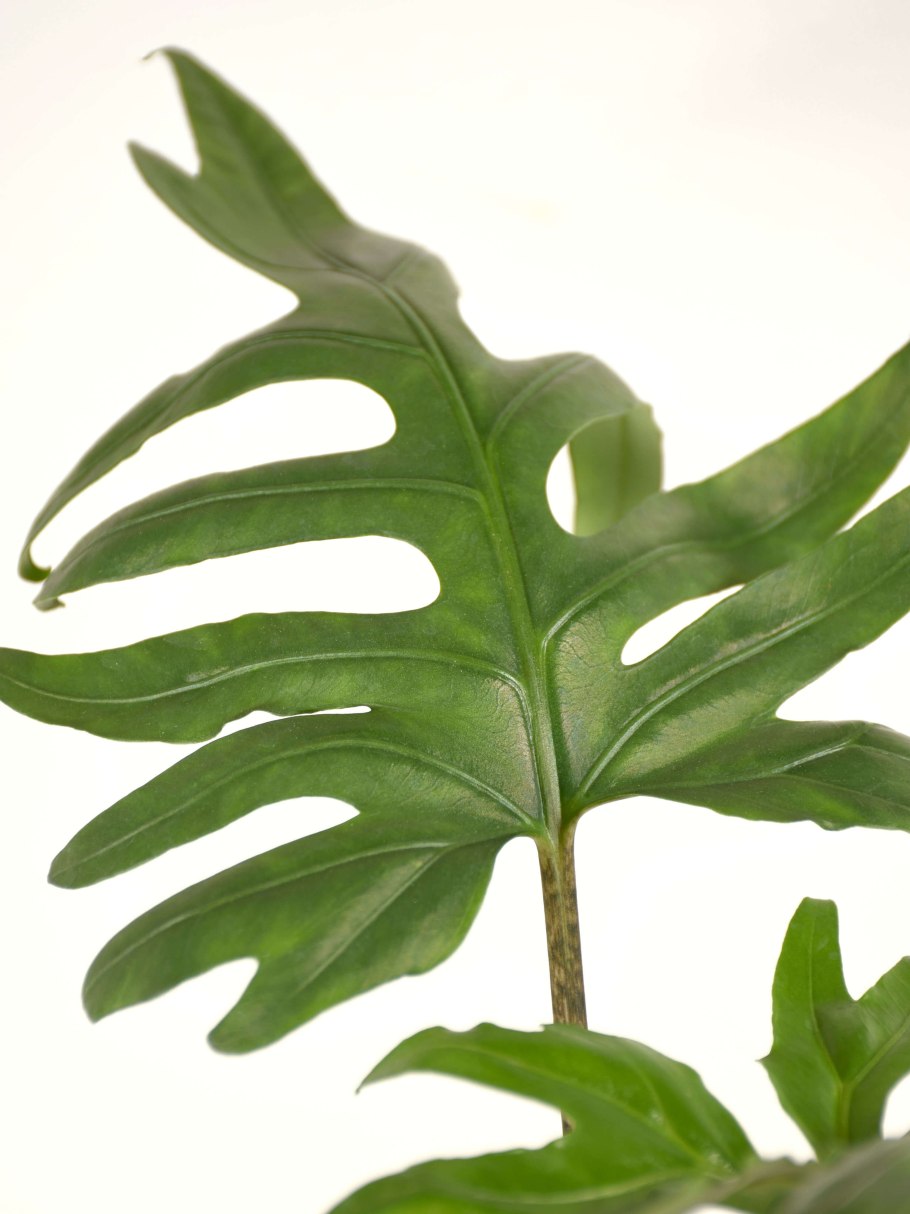 Филодендрон atabapoense