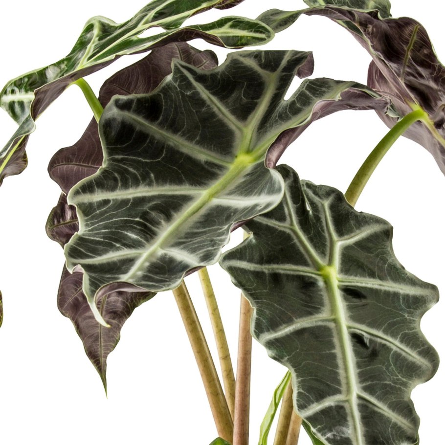 Алоказия сандера полли