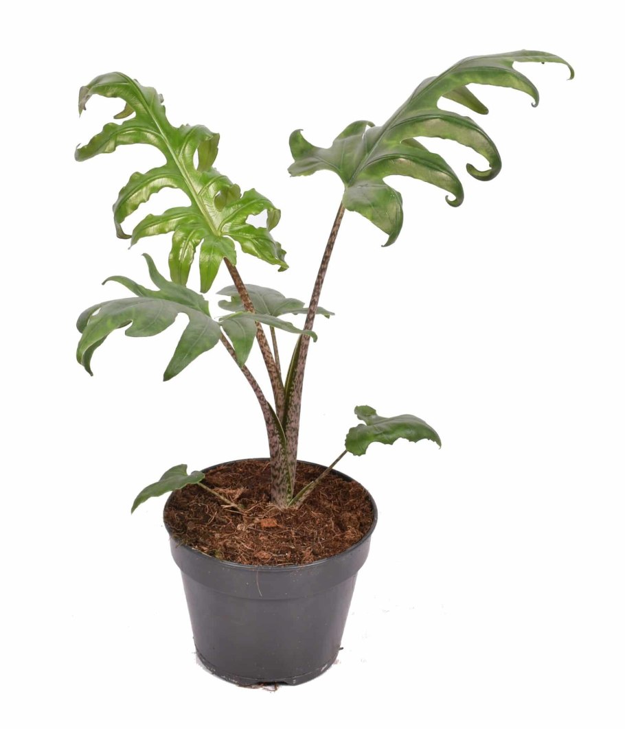 Алоказия brancifolia