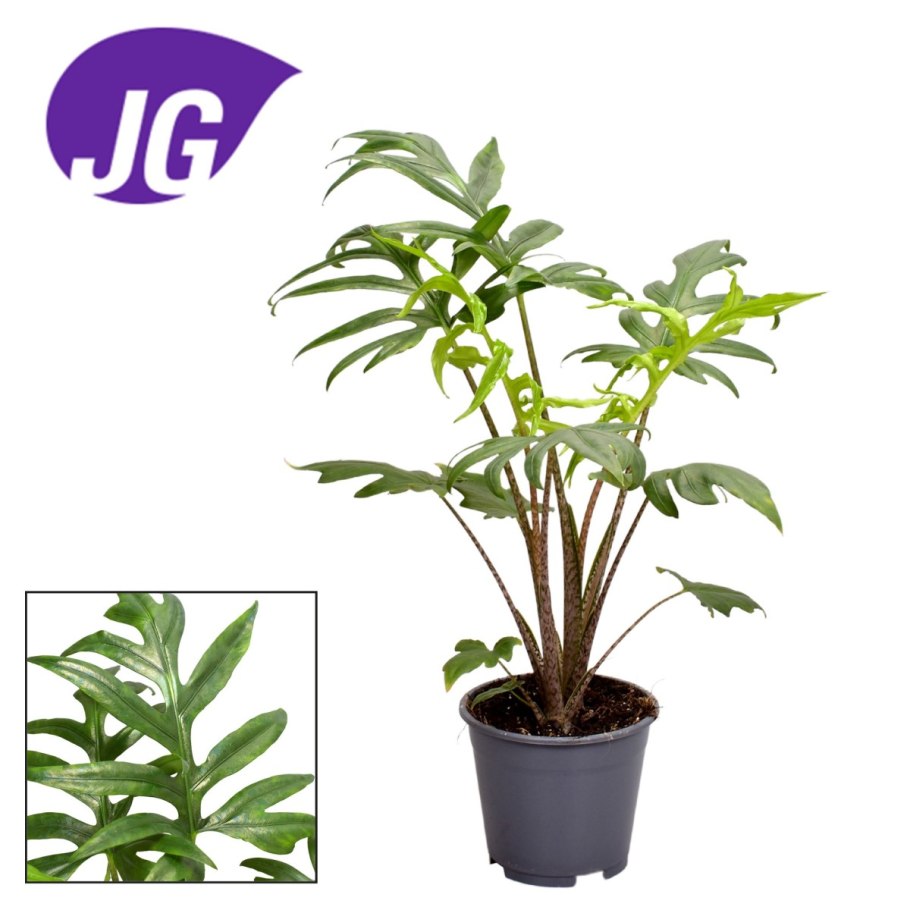 Алоказия пинк пассион