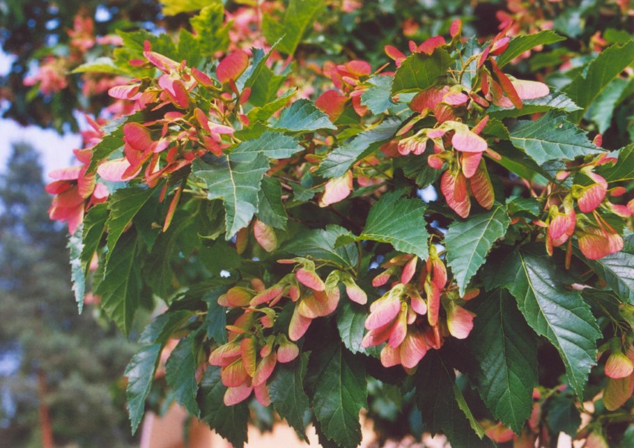 Клен татарский (Acer tataricum ginnala