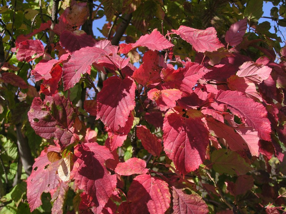 Клен татарский, черноклен (Acer tataricum)