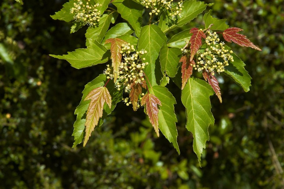 Клен татарский, черноклен (Acer tataricum)