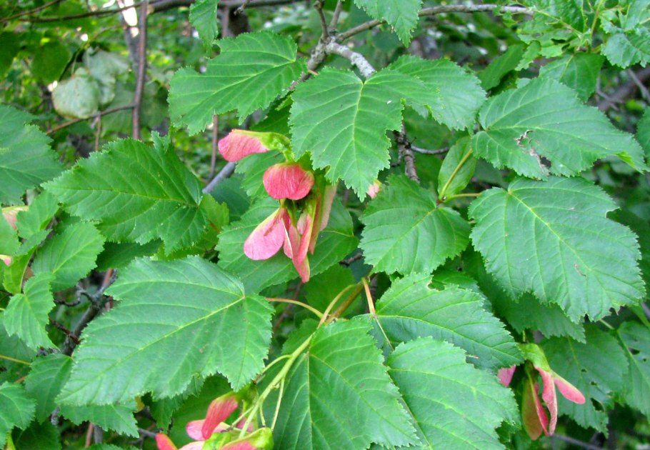 Клен татарский, черноклен (Acer tataricum)