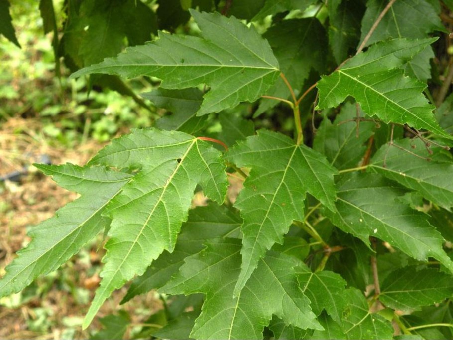 Клен татарский (Acer tataricum ginnala