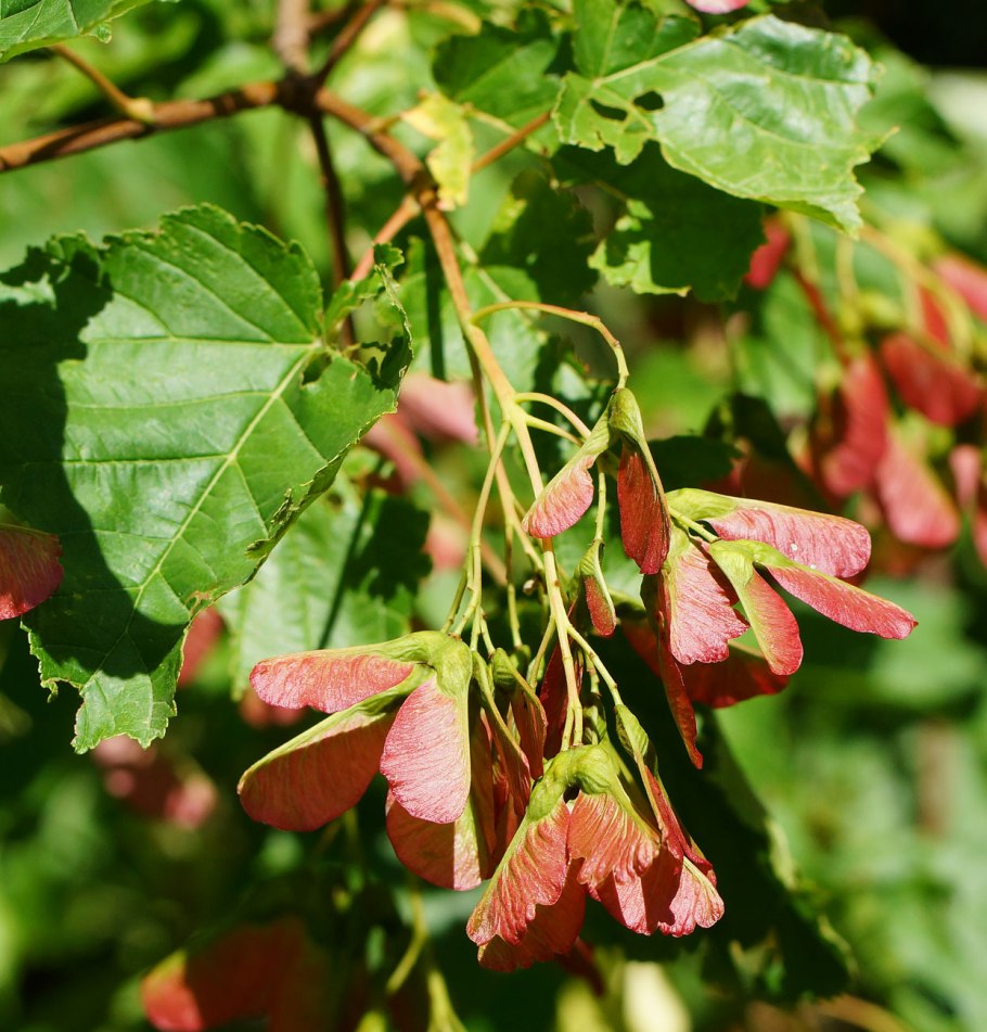 Клен татарский Acer tataricum