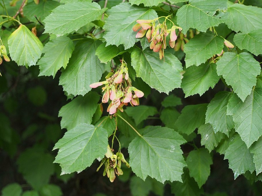 Клен татарский, черноклен (Acer tataricum)