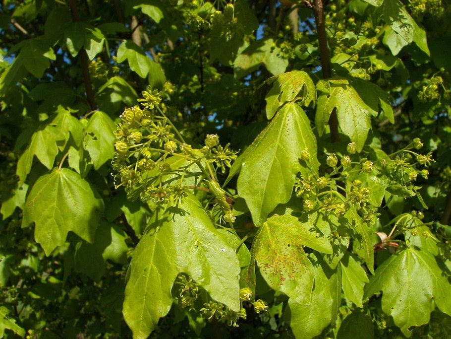 Клен полевой Acer Campestre