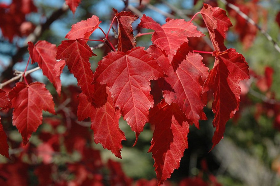 Клен татарский Acer tataricum