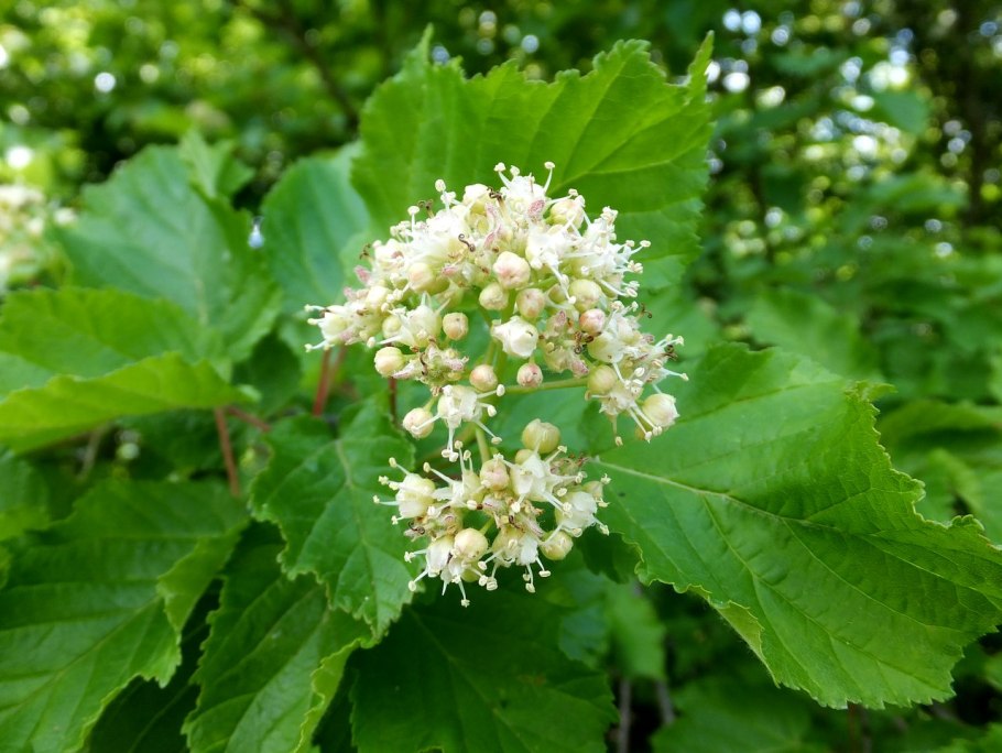 Клен татарский, черноклен (Acer tataricum)
