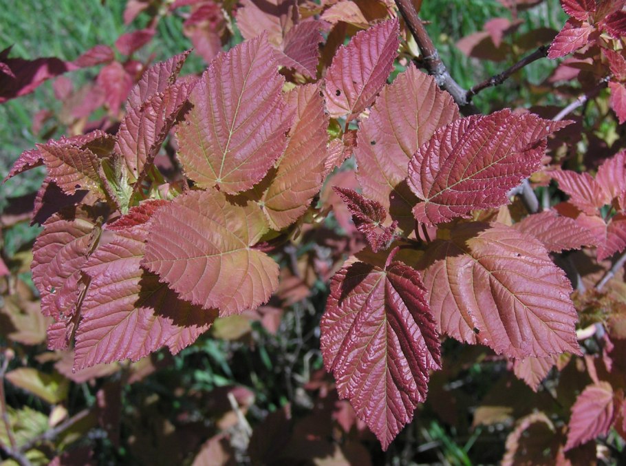 Клен татарский, черноклен (Acer tataricum)