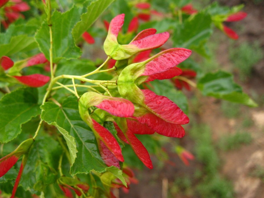 Клен татарский, черноклен (Acer tataricum)