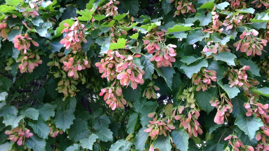 Клен татарский Acer tataricum