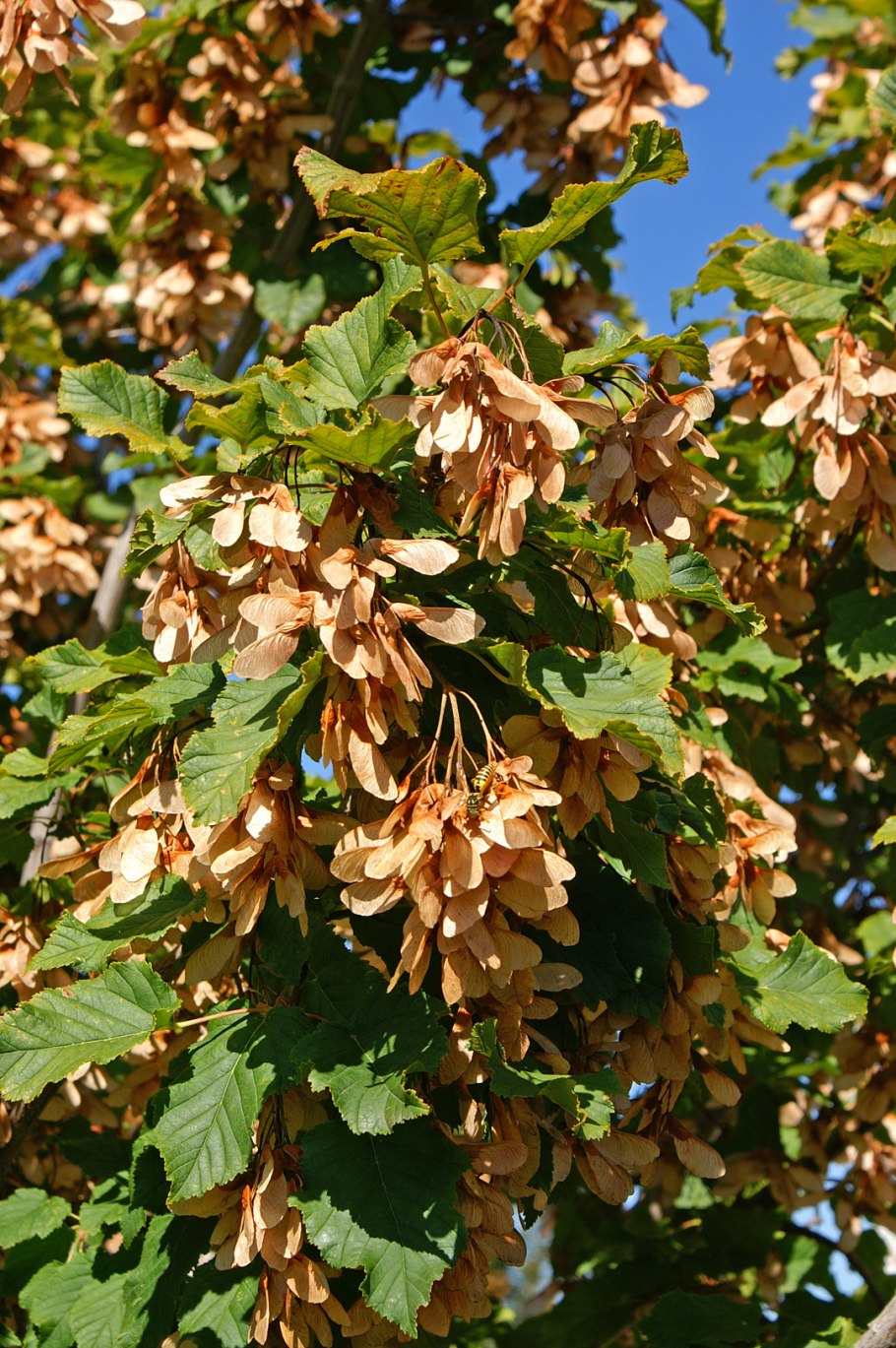Клен татарский, черноклен (Acer tataricum)