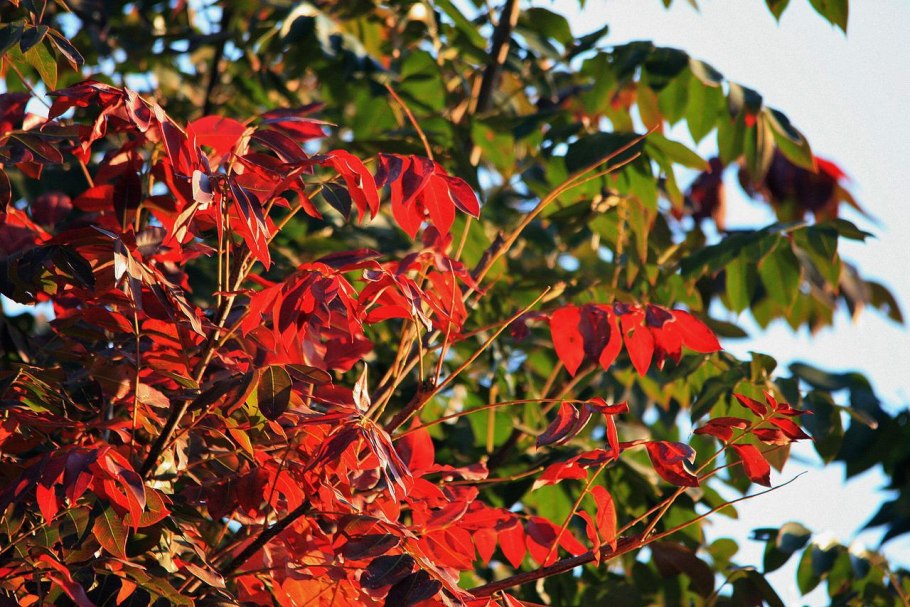 Клен татарский (Acer tataricum l.)