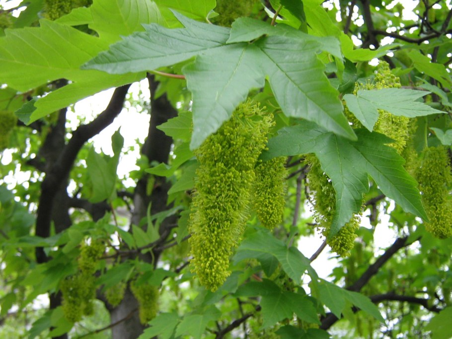 Клен Явор ствол