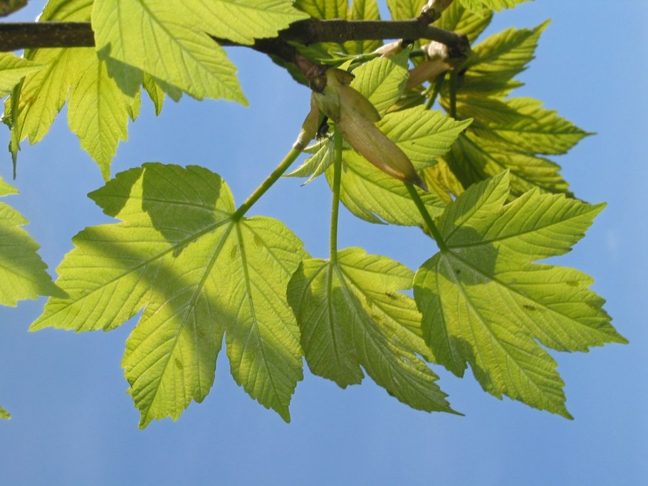 Клён Ложноплатановый Явор