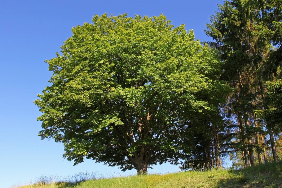 Клён Ложноплатановый Явор